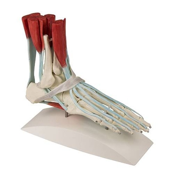 Foot Skeleton with Ligaments Foot Skeleton with Ligaments