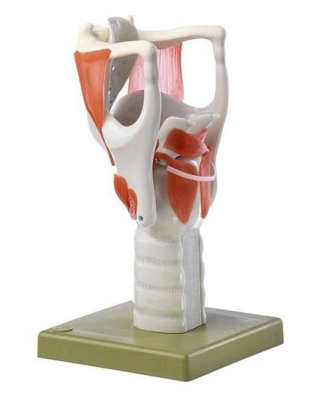 SOMSO 3x Life-Size Functional Model of the Larynx