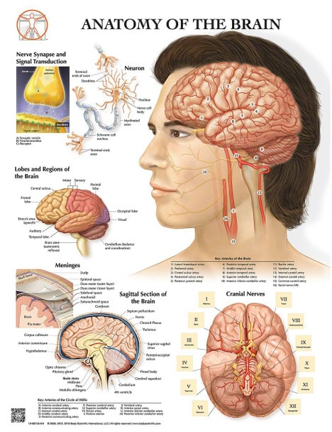 Anatomy of the Brain Laminated Wall Chart with Digital Download Code