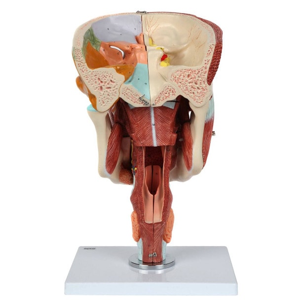 Axis Scientific Cavities of the Nose, Mouth and Throat with Larynx