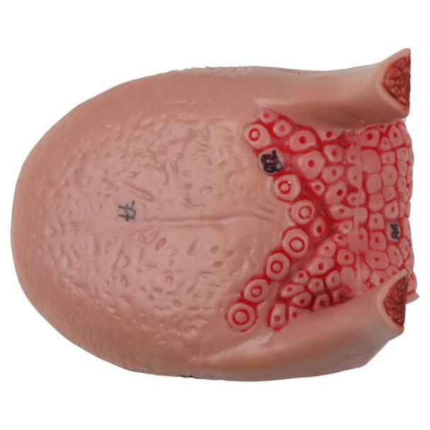 Axis Scientific Cavities of the Nose, Mouth and Throat with Larynx