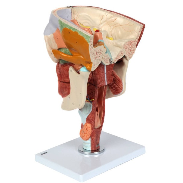 Axis Scientific Cavities of the Nose, Mouth and Throat with Larynx