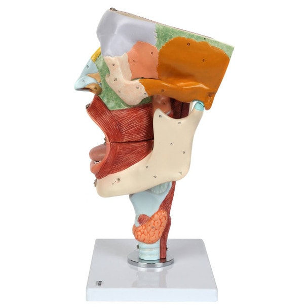 Axis Scientific Cavities of the Nose, Mouth and Throat with Larynx