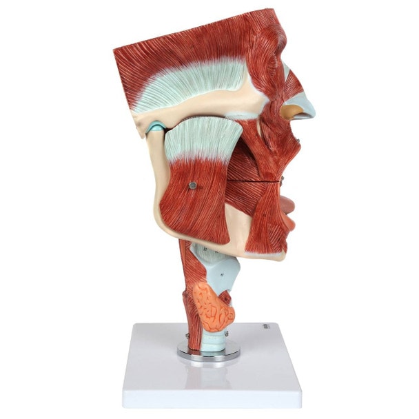 Axis Scientific Cavities of the Nose, Mouth and Throat with Larynx