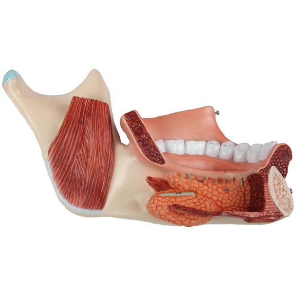 Axis Scientific Cavities of the Nose, Mouth and Throat with Larynx