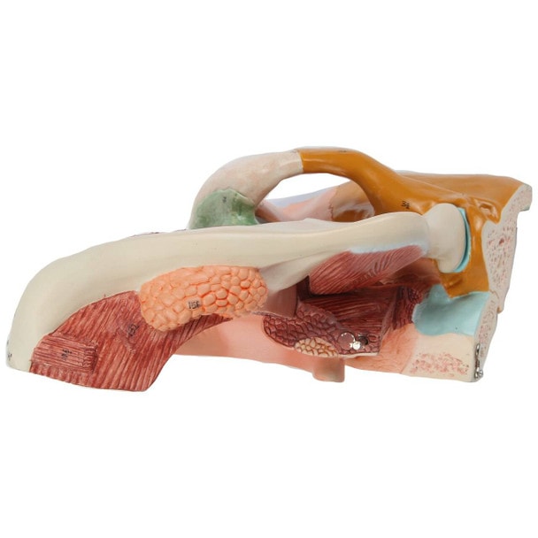 Axis Scientific Cavities of the Nose, Mouth and Throat with Larynx