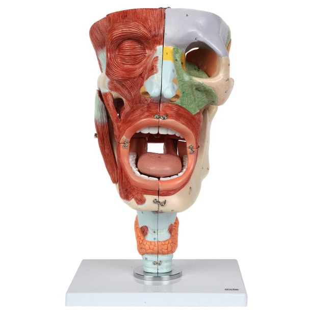 Axis Scientific Cavities of the Nose, Mouth and Throat with Larynx