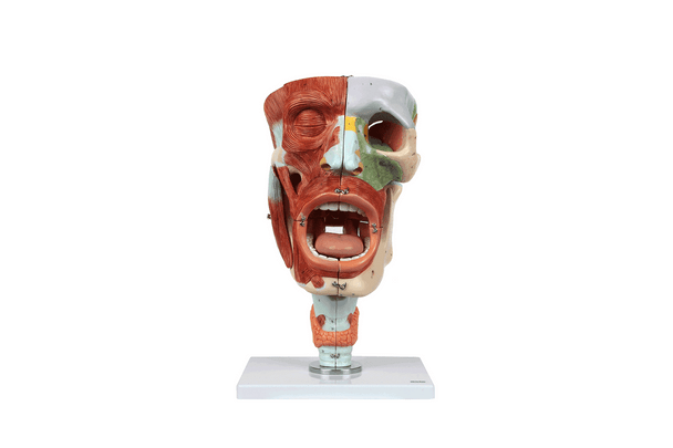 Axis Scientific Cavities of the Nose, Mouth and Throat with Larynx