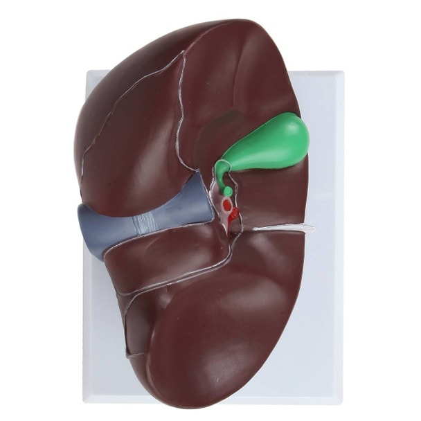 Axis Scientific Life-Size Human Liver Anatomy Model