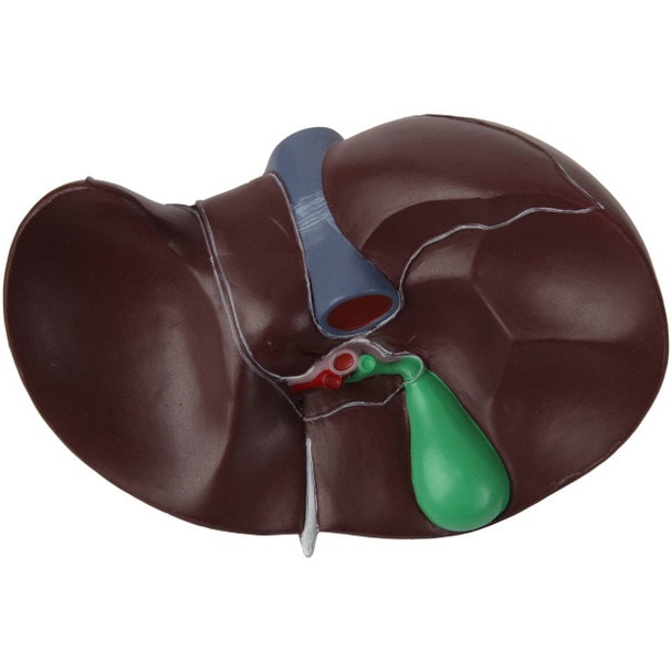 Axis Scientific Life-Size Human Liver Anatomy Model