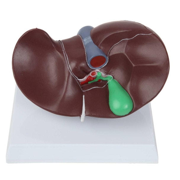 Axis Scientific Life-Size Human Liver Anatomy Model