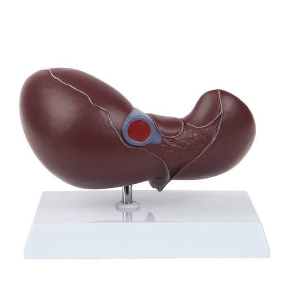 Axis Scientific Life-Size Human Liver Anatomy Model