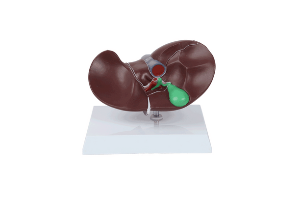 Axis Scientific Life-Size Human Liver Anatomy Model