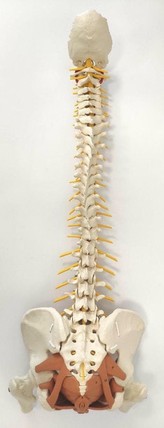 Rudiger Anatomie Premium Female Flexible Spine with Pelvic Floor Muscles Anatomy Model