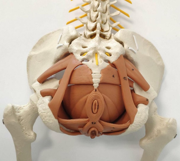 Rudiger Anatomie Premium Female Flexible Spine with Pelvic Floor Muscles Anatomy Model