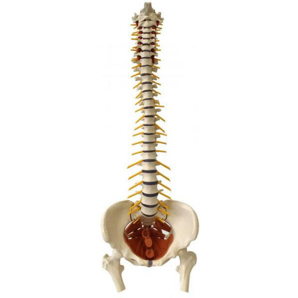 Rudiger Anatomie Premium Female Flexible Spine with Pelvic Floor Muscles Anatomy Model