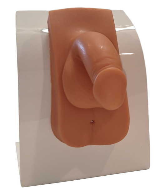 Anatomy Lab Male Urinary Catheterization and Enema Trainer with Stand