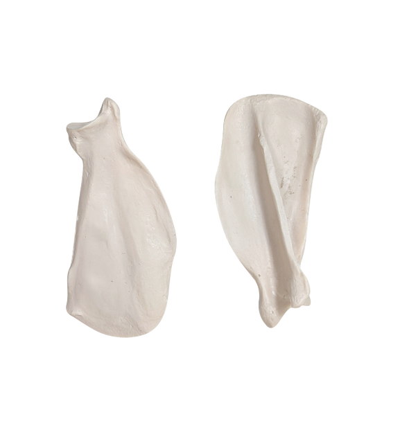 Axis Scientific Disarticulated Dog Skeleton Scapula Bones
