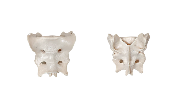 Axis Scientific Disarticulated Dog Skeleton Vertebrae Bones