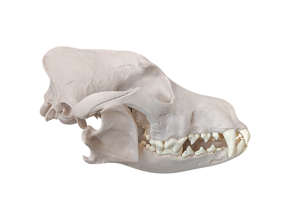Axis Scientific Disarticulated Dog Skeleton Skull - Side Profile View
