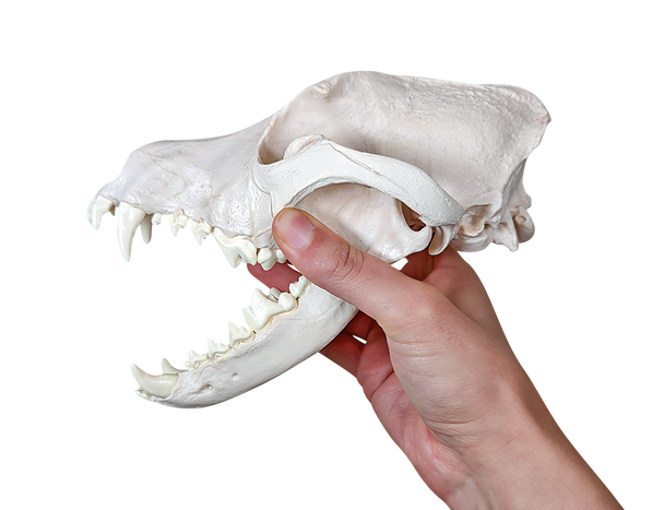 Axis Scientific Disarticulated Dog Skeleton Skull Held - Side Profile View