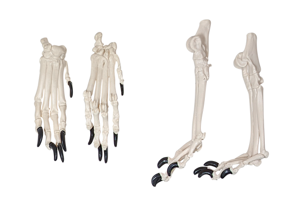 Axis Scientific Disarticulated Dog Skeleton Extremities