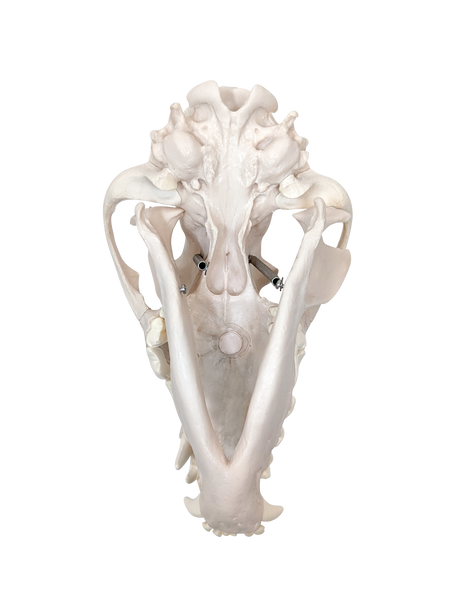 Axis Scientific Disarticulated Dog Skeleton Skull - Bottom view