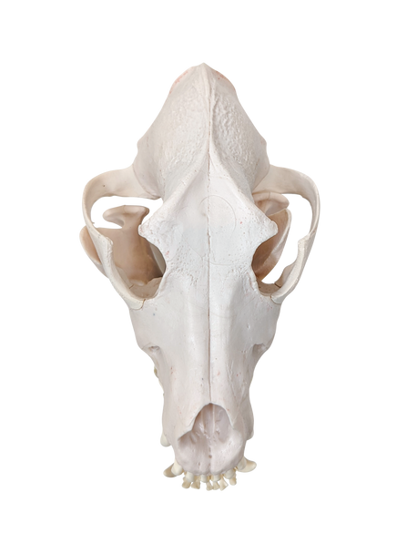 Axis Scientific Disarticulated Dog Skeleton Skull - Top view