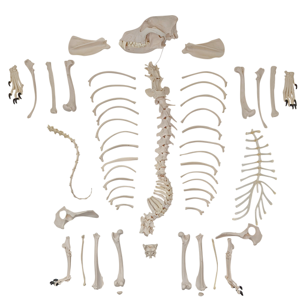 All Axis Scientific Disarticulated Dog Skeleton Bones