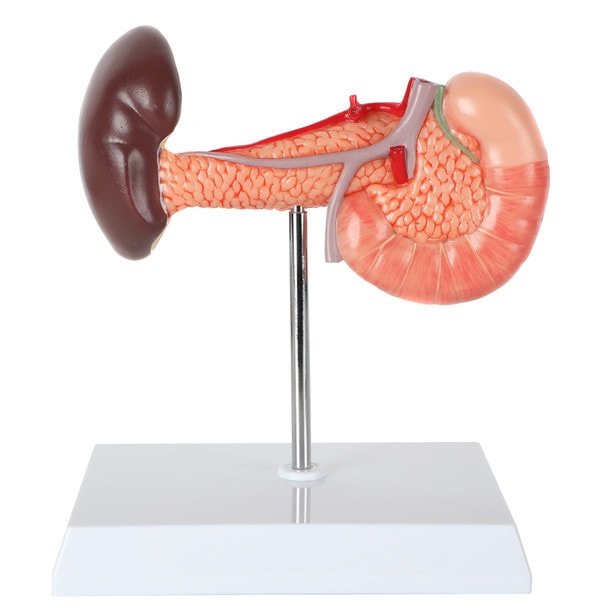 Axis Scientific Spleen, Pancreas and Duodenum Anatomy Model - Front View