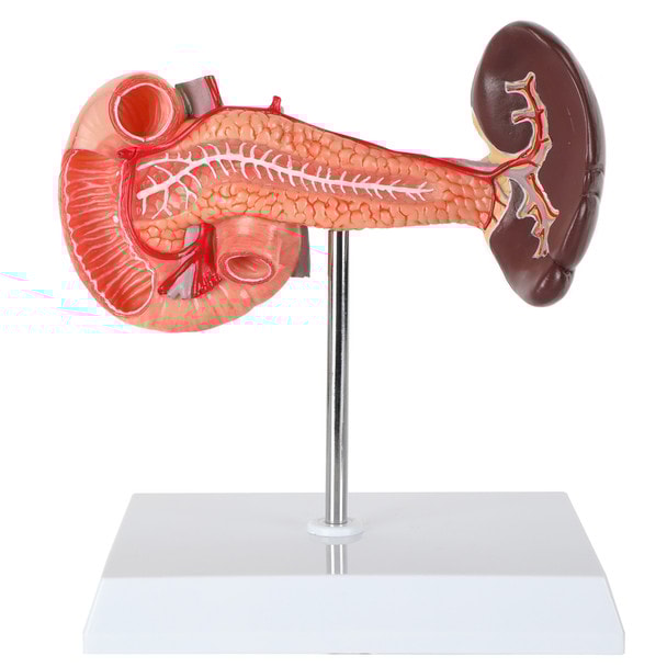 Axis Scientific Spleen, Pancreas and Duodenum Anatomy Model - Back Bisected View Showing Veins and Nerves
