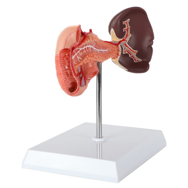 Axis Scientific Spleen, Pancreas and Duodenum Anatomy Model - Quarter Side Angle Showing a Hollow Cavity in the Duodenum
