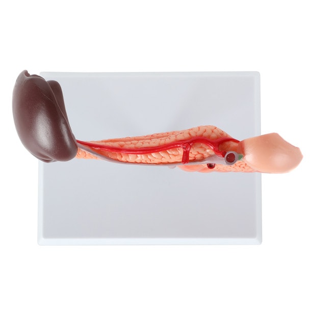 Axis Scientific Spleen, Pancreas and Duodenum Anatomy Model - Top View Showcasing the Long Shape of the Model