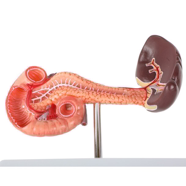 Axis Scientific Spleen, Pancreas and Duodenum Anatomy Model - Front View