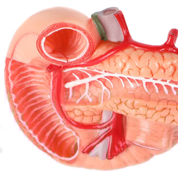 Axis Scientific Spleen, Pancreas and Duodenum Anatomy Model - Close Up Side Angle Showing a Hollow Cavity in the Duodenum