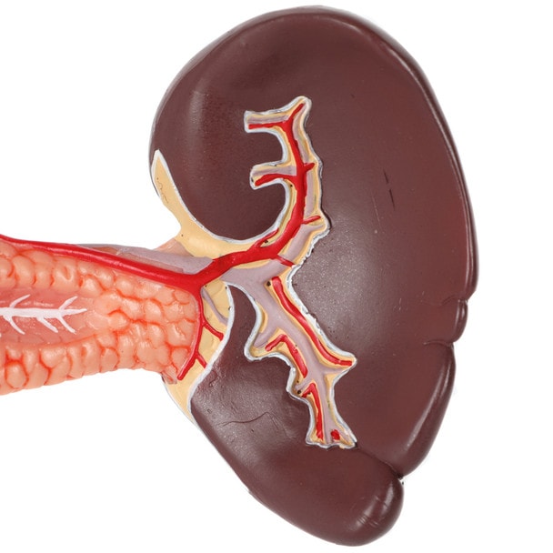 Axis Scientific Spleen, Pancreas and Duodenum Anatomy Model - Close Up Side Angle Showing the Veins and Arteries of the Spleen