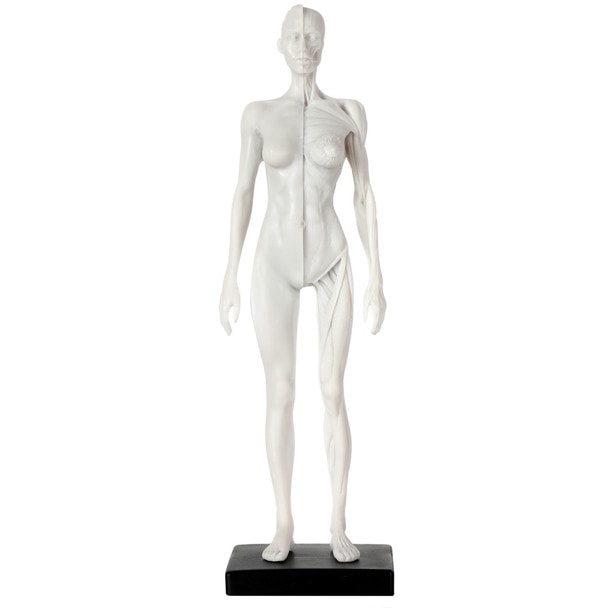 Axis Scientific Female Anatomical Sculpting Model with Muscles - Front View With Stand