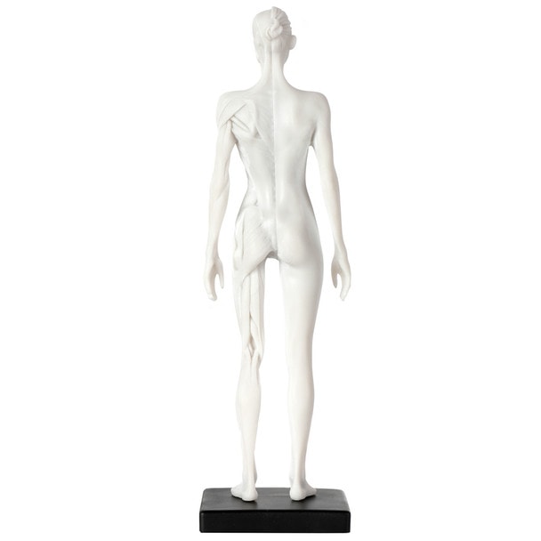 Axis Scientific Female Anatomical Sculpting Model with Muscles - Posterior View
