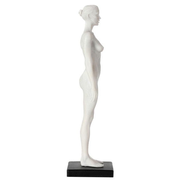 Axis Scientific Female Anatomical Sculpting Model with Muscles - Left Side View