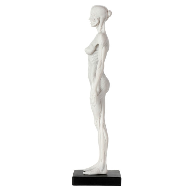 Axis Scientific Female Anatomical Sculpting Model with Muscles - Right Side View