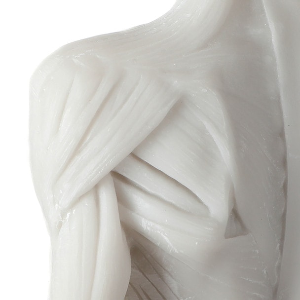 Axis Scientific Female Anatomical Sculpting Model with Muscles - Detail View of Sholder, Exposed Muscle