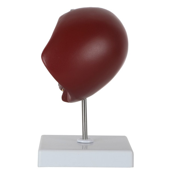 Axis Scientific Life-Size Human Liver with the Progression of Liver Disease