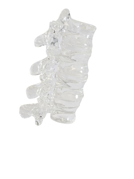 FlexBone Training Model - Thoracic and Lumbar Spine, T11 to L2