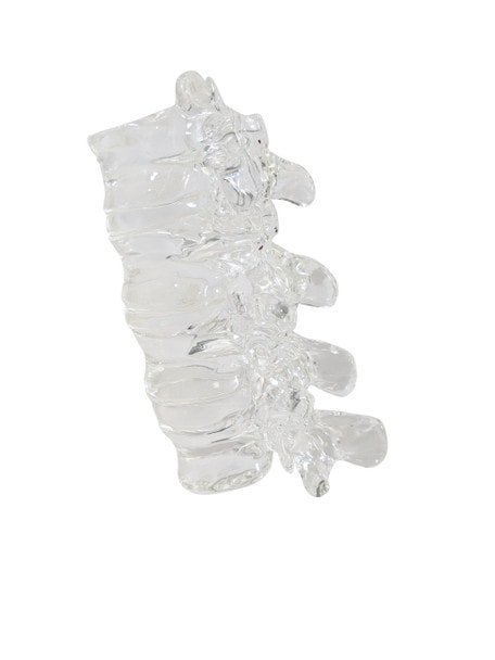 FlexBone Training Model - Thoracic and Lumbar Spine, T11 to L2