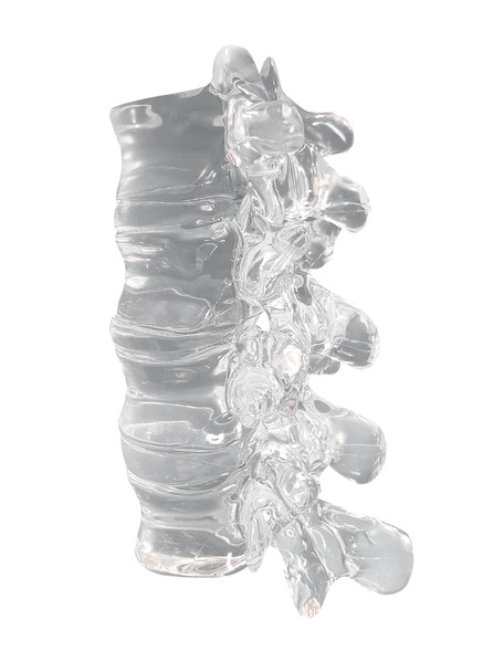 FlexBone Training Model - Thoracic and Lumbar Spine, T11 to L2