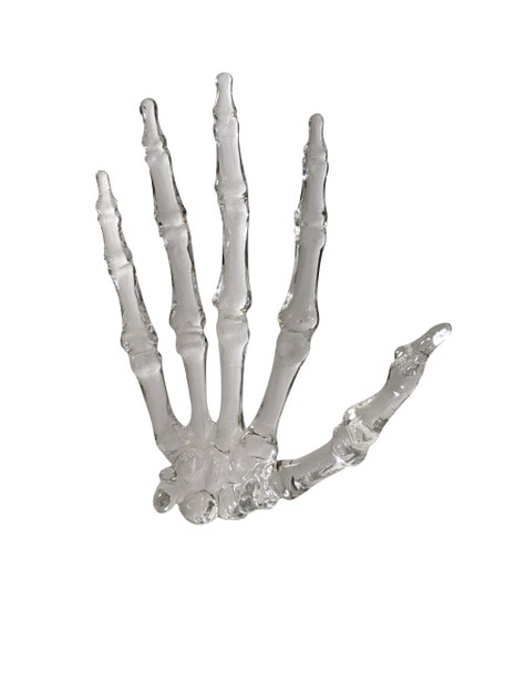 FlexBone Traning Model - Full Hand with Carpals