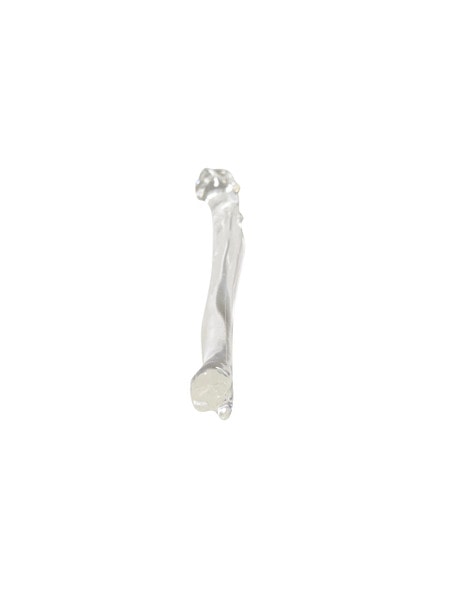 FlexBone Training Model - Ulna and Radius Bone