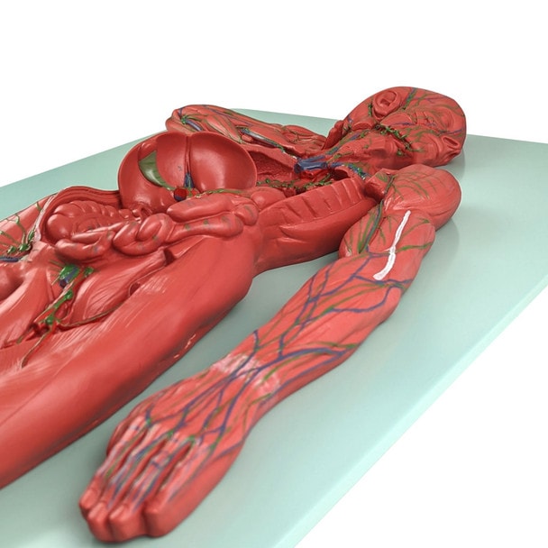Axis Scientific Human Lymphatic System