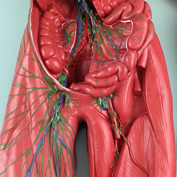 Axis Scientific Human Lymphatic System
