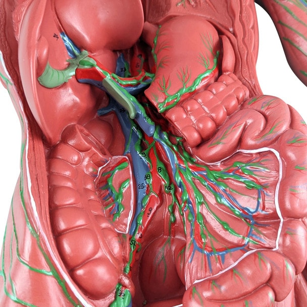 Axis Scientific Human Lymphatic System